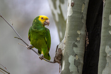 Gelbkopfamazone (Amazona oratrix)