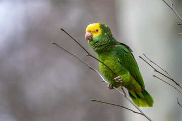 Gelbkopfamazone (Amazona oratrix)