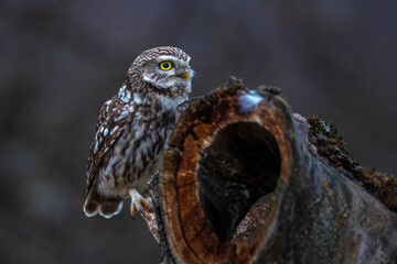 Steinkauz (Athene noctua)