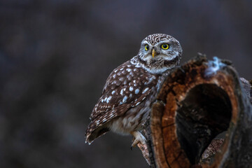 Steinkauz (Athene noctua)
