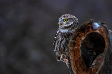 Steinkauz (Athene noctua)