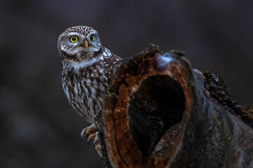 Steinkauz (Athene noctua)