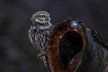 Steinkauz (Athene noctua)