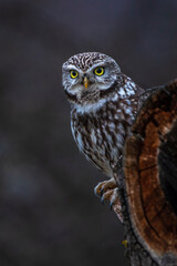 Steinkauz (Athene noctua)