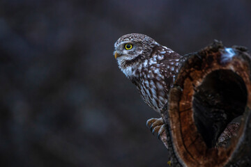 Steinkauz (Athene noctua)
