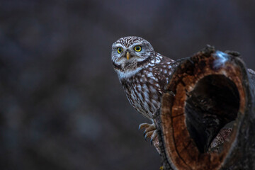 Steinkauz (Athene noctua)