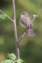 Common Chiffchaff