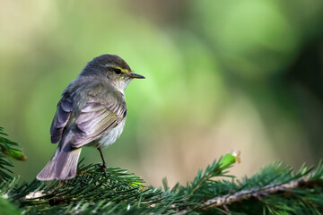 Common Chiffchaff