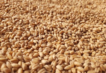 wheat grains background