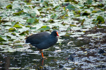 Sydney Australia, dusky moorhen standing in mud at edge of lake