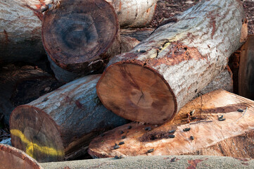 Sydney Australia, wooden logs ready to to sawn or chopped