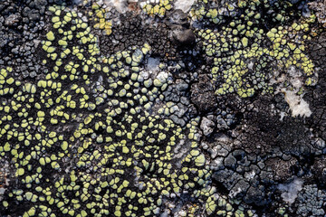 Natural texture of a stone covered with lichen. Lichenes patterns on a rock surface. Natural background. Closeup top view. The nature of the Arctic. Polar region.
