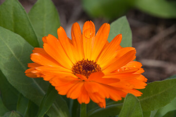 Sydney Australia, orange flower of a calendula plant or marigold