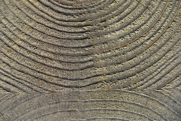 Fototapeta premium Wood texture background. The contrasting texture of the boards. Wooden structure with macro shot.