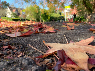 autumn leaves on the ground