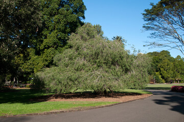 Sydney Australia, large agonis flexuosa or willow myrtle tree by side of road