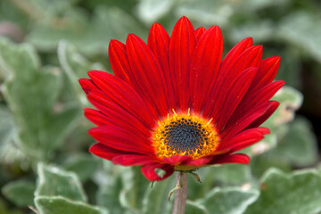 Sydney Australia, vibrant red flower of an arctotis or safari daisy