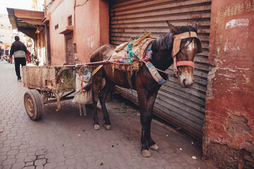 Traditional craft in Morocco, dying leather in tanneries of Marrakech