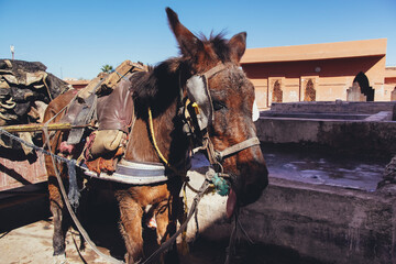 Traditional craft in Morocco, dying leather in tanneries of Marrakech