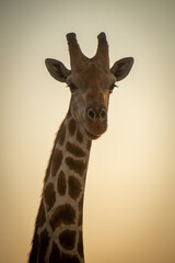 Close-up of southern giraffe head against sky