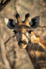 Close-up of southern giraffe looking at camera