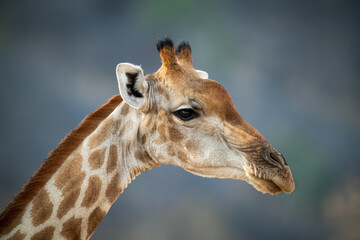 Naklejka na ściany i meble Close-up of southern giraffe staring towards camera