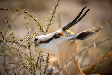 Close-up of springbok standing feeding in thornbush © Nick Dale