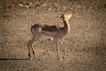 Female common impala jerks head in sunshine