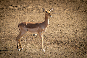 Female common impala stands on rocky pan