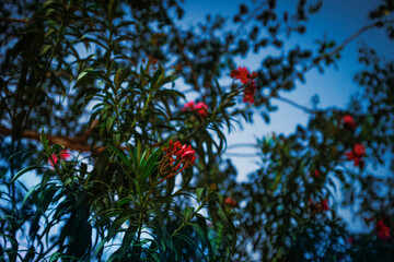 plant with the red flowers