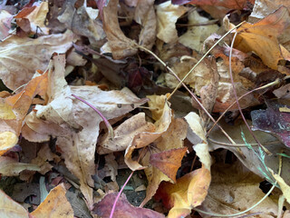 Autumn leaves in Sydney, Australia