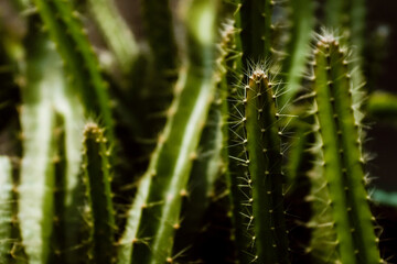 cactus with drops, cactus or thorns plant are growing