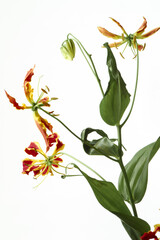 グロリオサ　(Glory Lily / Gloriosa superba)  白背景