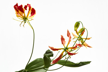 グロリオサ　(Glory Lily / Gloriosa superba)  白背景