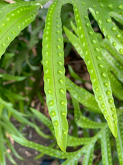 Green leaves of regrowth