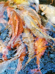 Obraz na płótnie Canvas Koii Fish 