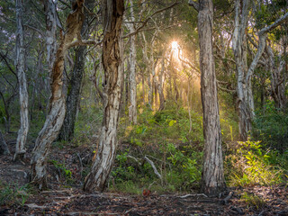 Bushland Scene with Back Light and Sunrays