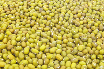 Mung bean background