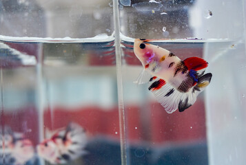 Betta fish in the aquarium 