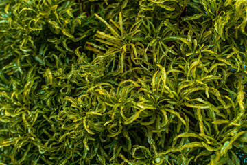 Zbliżenie na zielono żółte liście rośliny tropikalnej, naturalne kolorowe tło, tekstura.