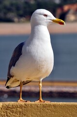 Möwen an der Algarve