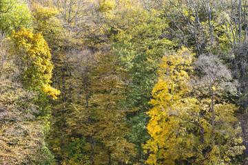 Deciduous trees in autumn colors.