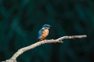 Beautiful blue Kingfisher bird, male Common Kingfisher, sitting on a branch, side profile. Dark background