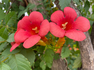 red hibiscus flower