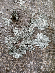 bark of a tree, moss