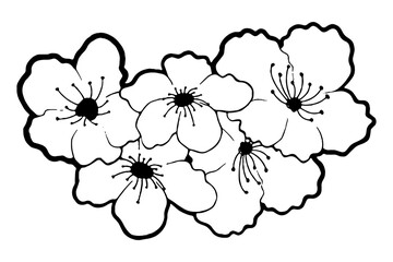 Doodle black line cherry blossom, sakura flower on white background. Vector illustration for decorate logo, wedding, greeting cards and any design.