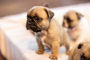 Obraz premium bulldog puppy