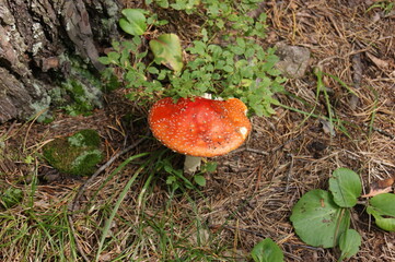 fly agaric mushroom in forest