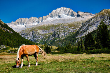 Wild blonde horse in Val di Fumo. Dolomites landscape under blue summer sky with mountain in the background. Italian unesco mountain.
Beautiful trentin view. Calm horse.
Wilderness