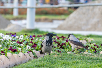 Two grey white neck hooded crows finding food on grassland in autumn with fall leaves in the garden of Imam squre, Esfahan, Iran